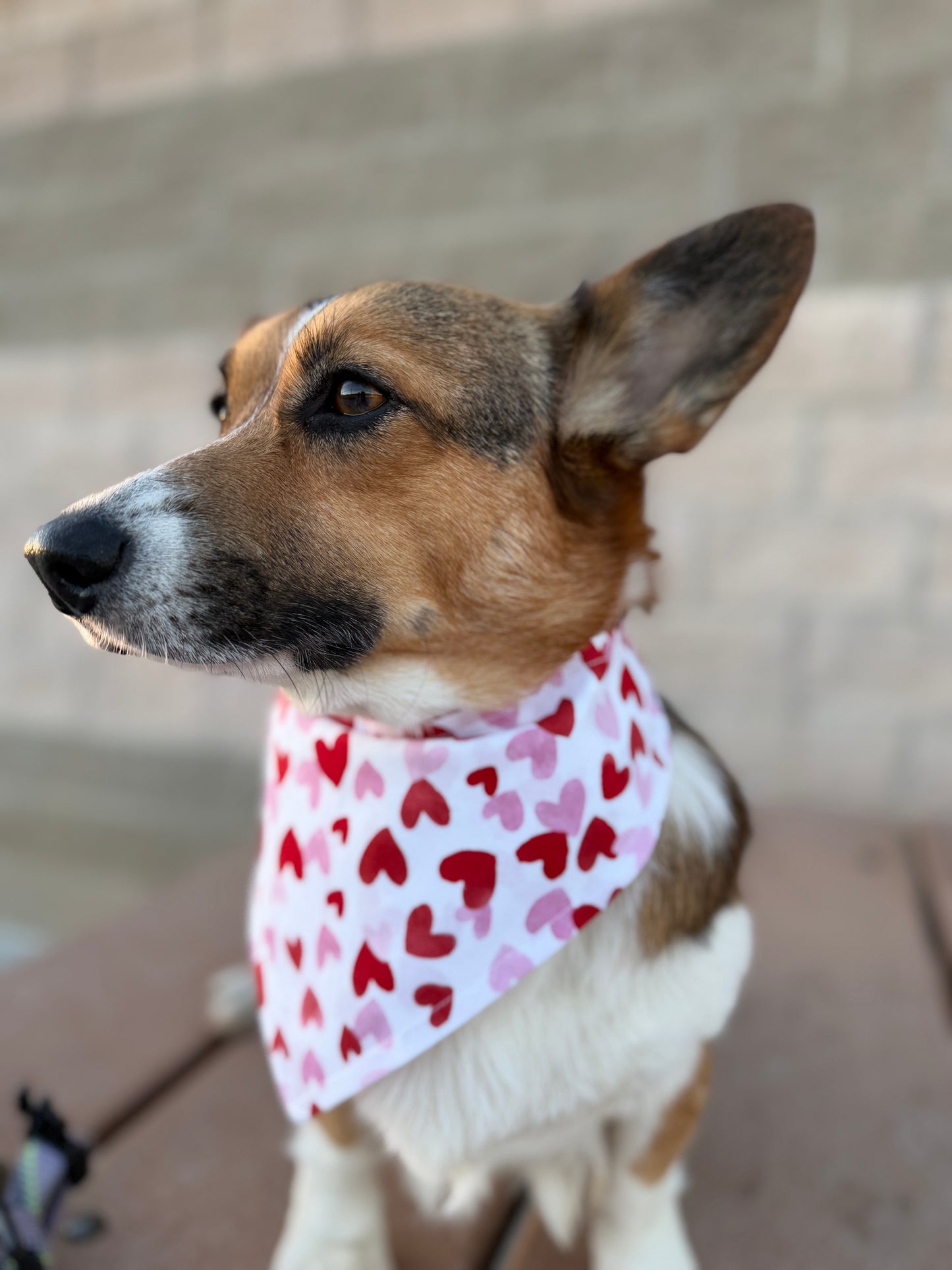 Crazy in Love Heart Bandana