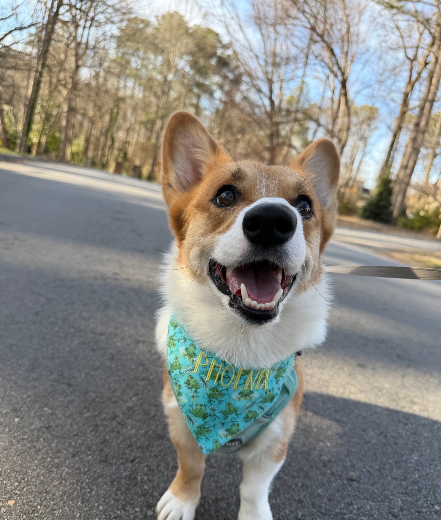 Frog Days Dog Bandana
