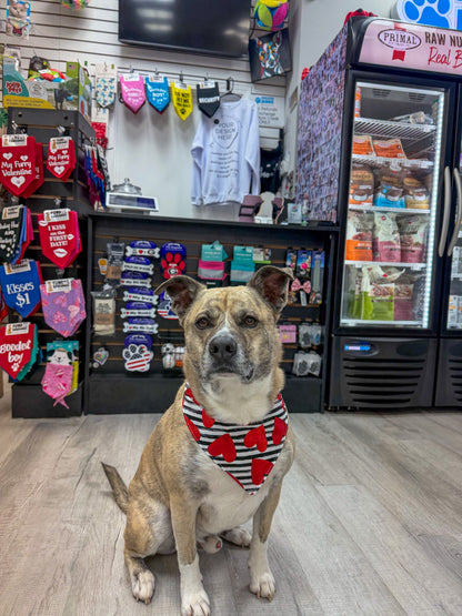 Heart Throb Dog Bandana