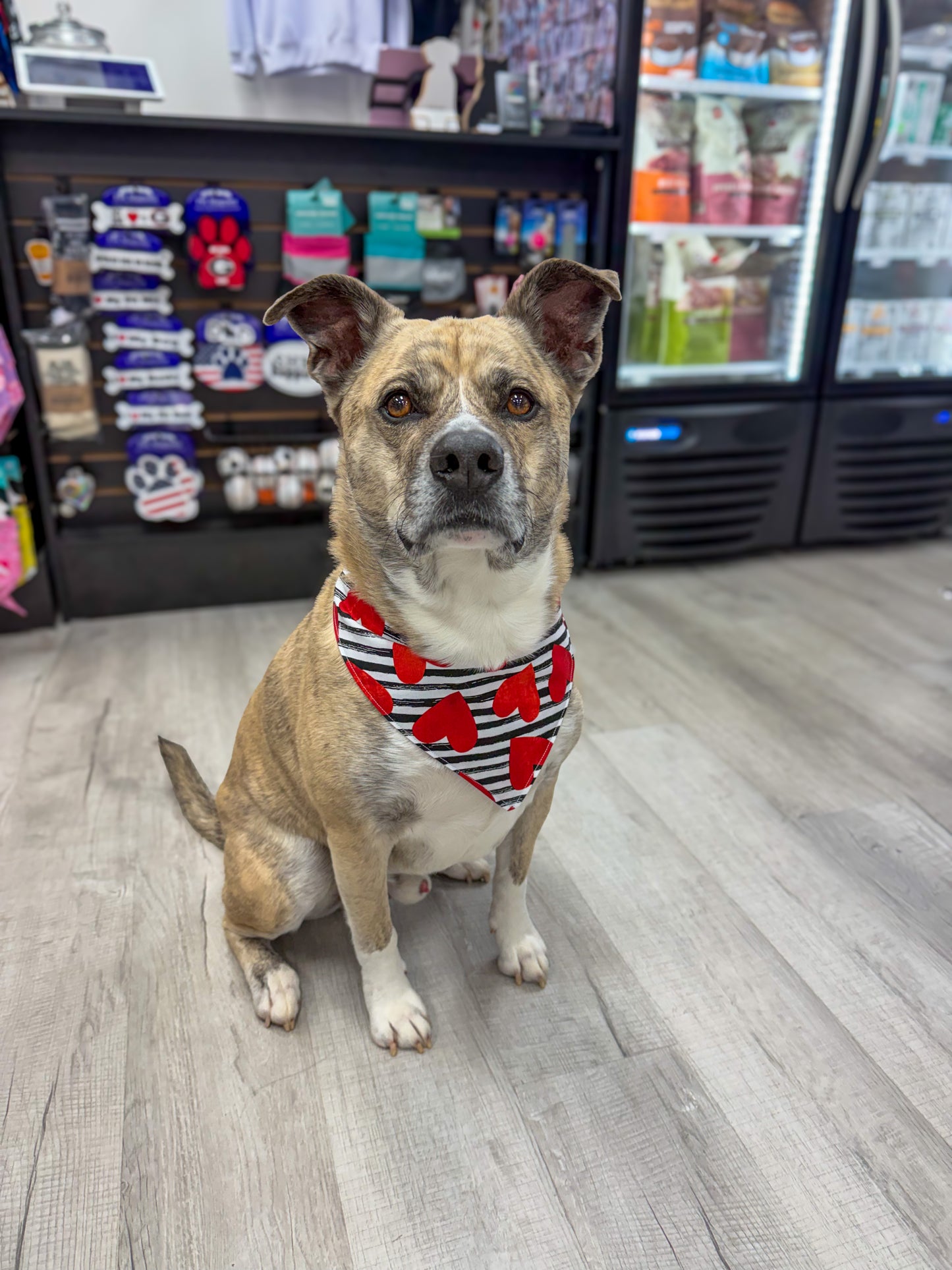 Heart Throb Dog Bandana