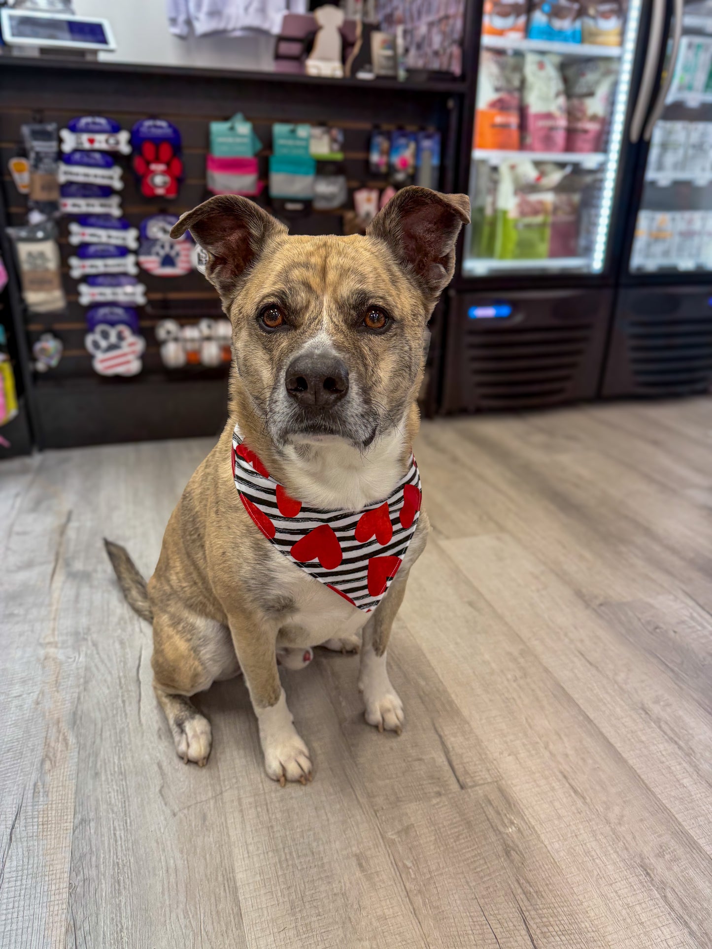 Heart Throb Dog Bandana